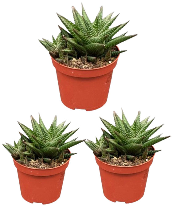 Succulent- Hawortia Limifolia- 8.5cmØ- ↕️10-15cm hoog- 3 stuks - Geen