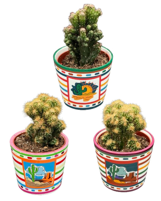 Cactus- Rotsen mix - ↕️13-17cm - Ø8.5cm - 3 stuks  - Mexico