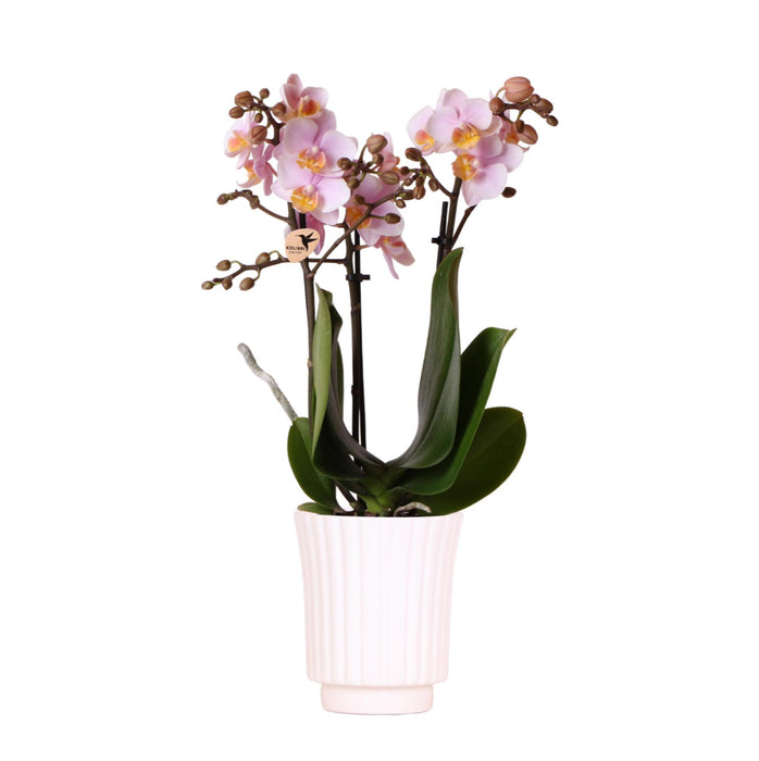 Kolibri Orchids | roze Phalaenopsis orchidee - Andorra in Retro sierpot wit - potmaat Ø9cm - 35cm hoog | bloeiende kamerplant - vers van de kweker