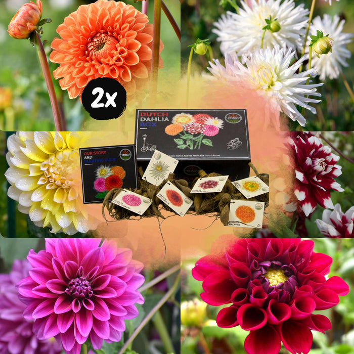 Flowerbulbs Amsterdam - Luxe Box Large, set van 6 Dutch dahlia's, 2 boxen voor ruim 2m²