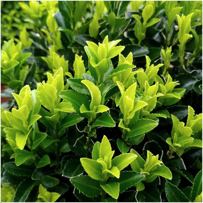 1 meter Groene Kardinaalsmuts haag - Euonymus japonicus 'Green Spire' - Set van 6 winterharde haagplanten - Groenblijvende haag - Vers van de kwekerij geleverd