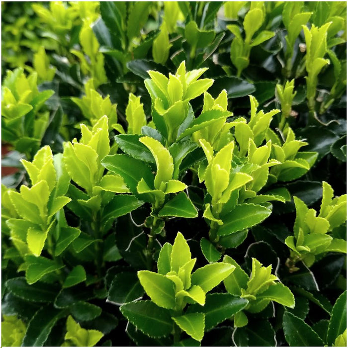 48 x Euonymus 'Green Spire' (Buxus Vervanger) - 48 x Ø 7 cm - ↨ 15 cm