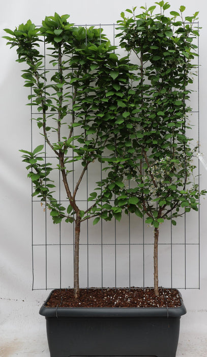 Prunus avium + cerasus 'Duo-kers' - ↨180cm - 1 pcs