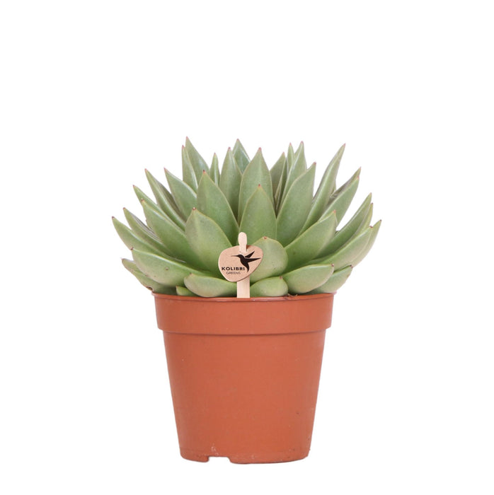 Kolibri Greens | Groene plant - Succulent Echeveria Miranda - groene kamerplant - vers van de kweker - Ø12cm