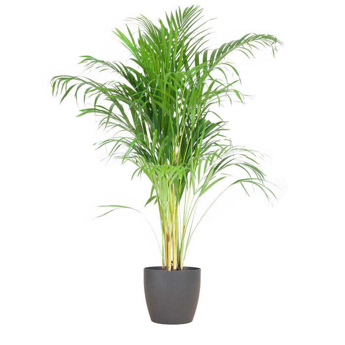 Areca Palm (Dypsis) met Viber Grijs - ↕100cm - Ø21cm