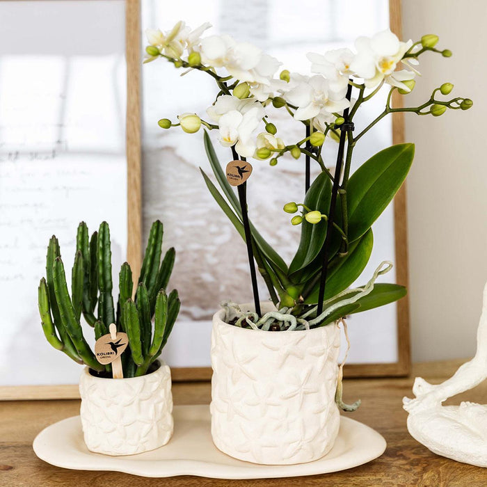 Kolibri Company | Plantenset Star Fish small | Witte Phalaenopsis Orchidee Lausanne en Succulent incl. keramieken sierpotten op wit organisch dienblad