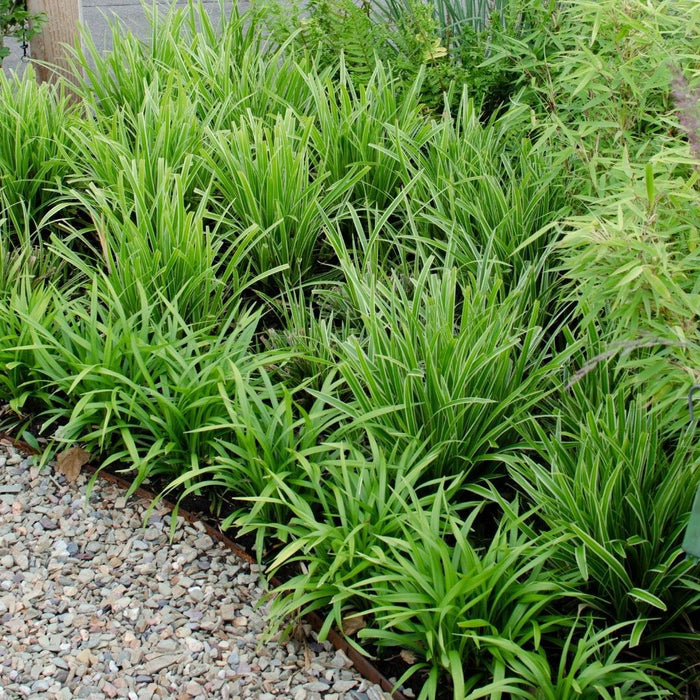 6 x Carex morrowi 'Ice Dance' - Ø 14 cm - ↨ 25 cm