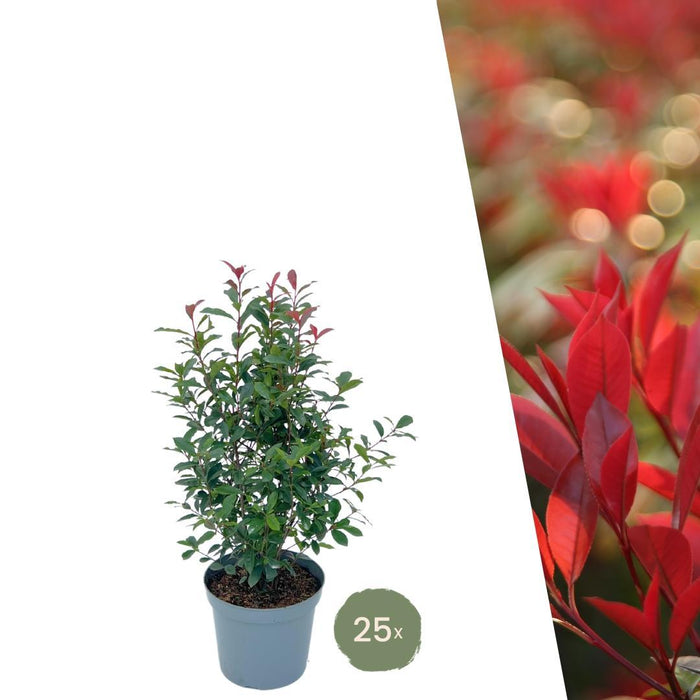 Grote Glansmispel planten voor 10 strekkende meter haag | - 12L - 20x | ↨ 125-150 cm - Carré Rouge