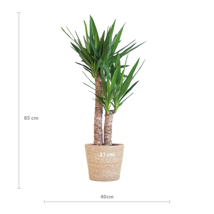 Yucca Elephantipes met Sofia mand naturel - 90cm - Ø21