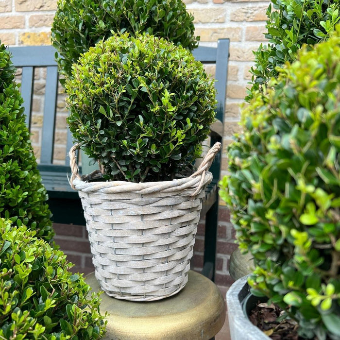 2x Ilex crenata 'Jenny' bol in rietenmand | set van 2 stuks | Ø20 cm