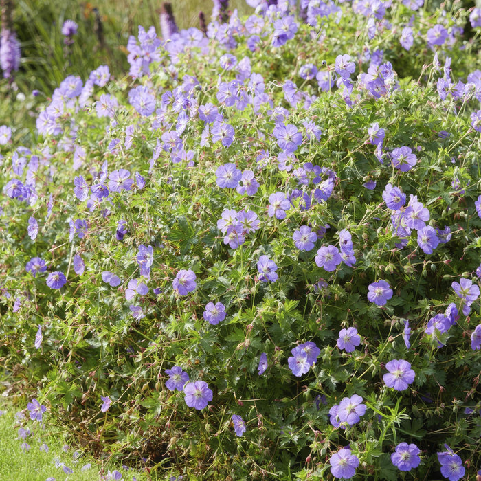 Geranium Rozanne - ↕25cm - Ø9cm - 20x