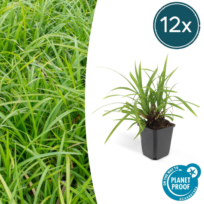 Carex morrowii 'Irish Green' - ↕10-25cm - Ø9cm - 12x