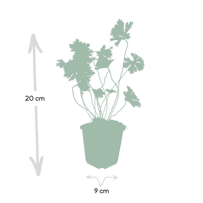 Geranium Rozanne - ↕25cm - Ø9cm - 40x