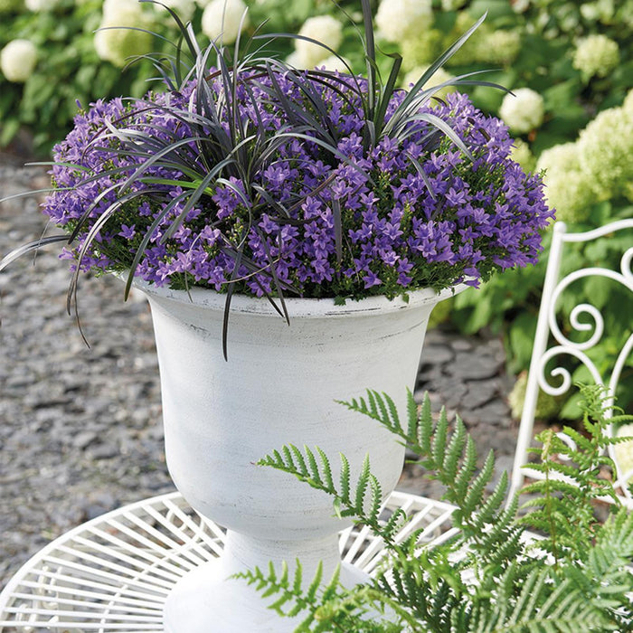 Campanula Addenda - Klokjesbloem paars potmaat 12cm - 1m2 bodembedekker - 6 stuks - Ambella purple - tuinplanten - winterhard