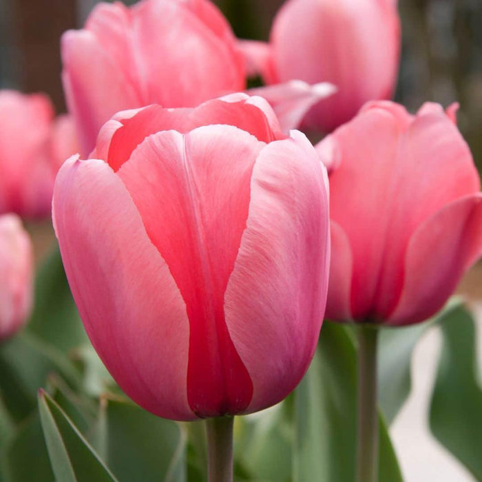 Flowerbulbs Amsterdam - Pink Impression - 15 bloembollen - Maat 12+