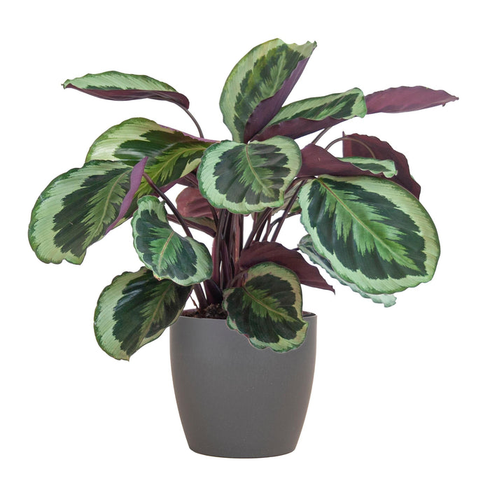 Calathea Medaillon met Viber grijs - ↕65cm - Ø21cm