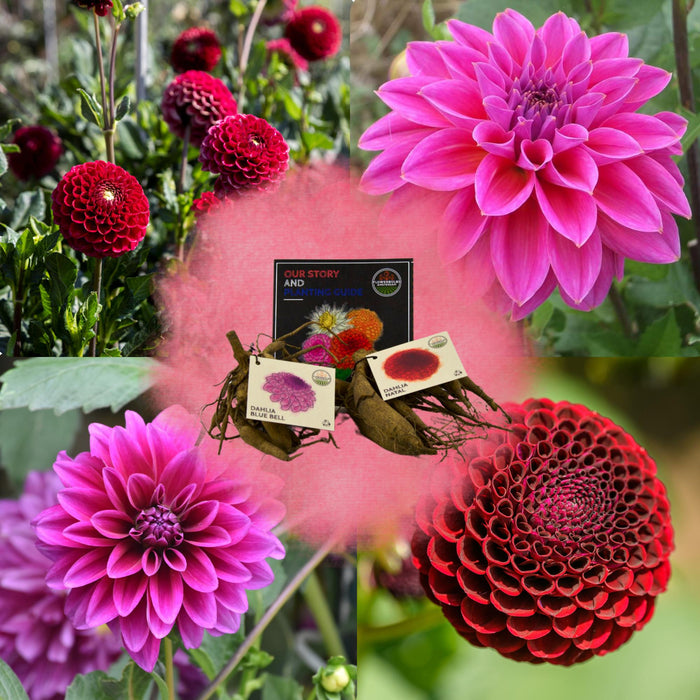 Flowerbulbs Amsterdam - Mix Gerard's darlings, Dahlia Natal & Dahlia Blue Bell, 2 stuks