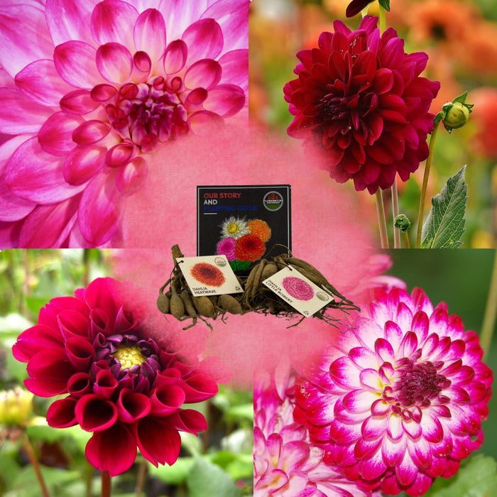 Flowerbulbs Amsterdam - Mix Outdoor Happiness, Dahlia Little Robert & Dahlia Heatwave, 2 stuks