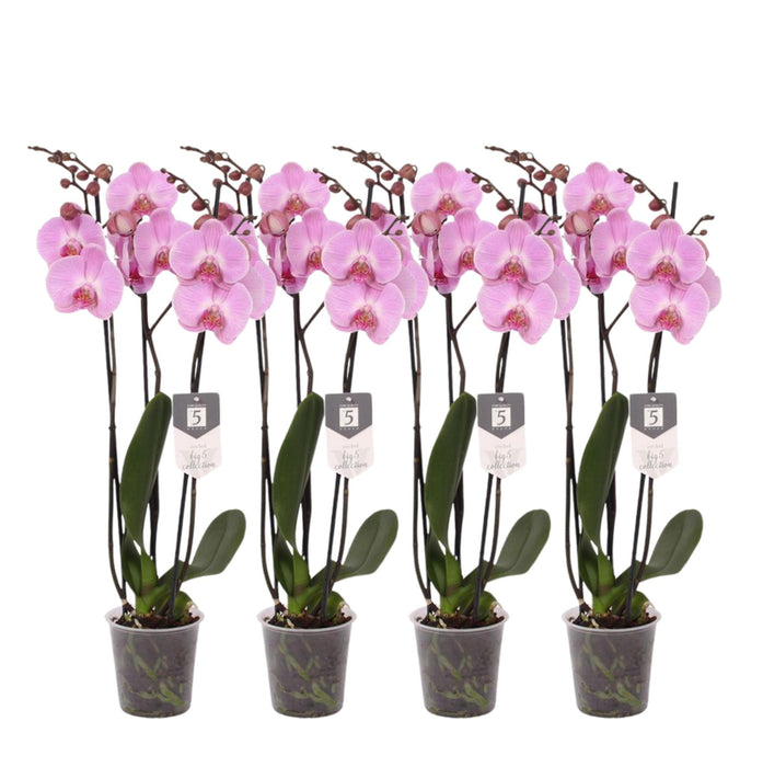 Set van 4 - Phalaenopsis Elion - 3 tak orchidee - ↕60cm - Ø12cm