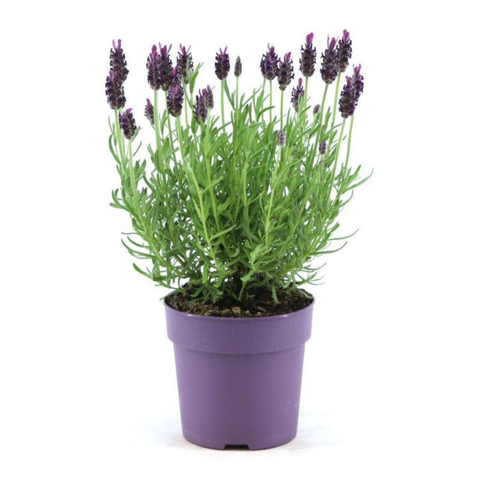 Lavandula stoechas Anouk® - 12 cm pot - Set van 6 kuiflavendel