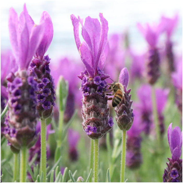 Lavandula stoechas Anouk® op stam in Lavendelprint sierpot - 15 cm pot - set van 2 Franse Lavendels op stam in sierpot