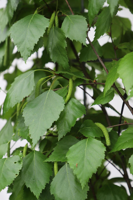 Betula pendula - ↨180cm - 1 pcs