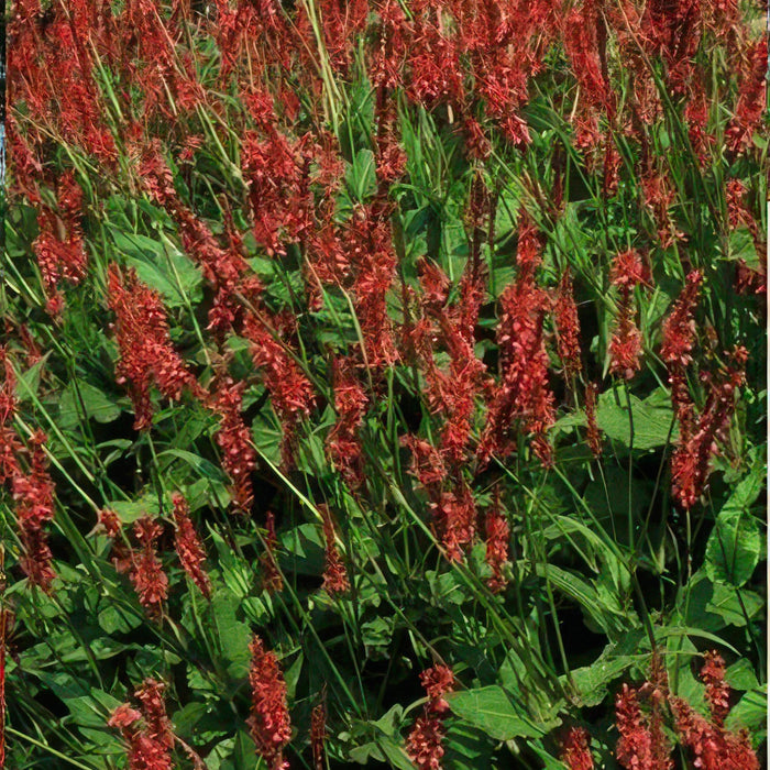 Persicaria amplexicaulis - ↕25cm - Ø9cm - 12x