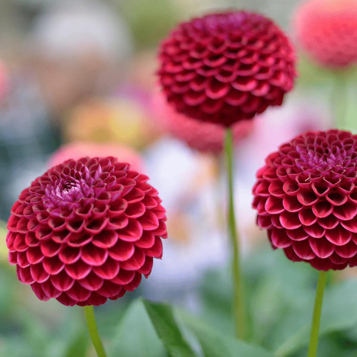 Flowerbulbs Amsterdam - 24 dahlia natal knollen voor 4m², prachtige kogelronde bloemen