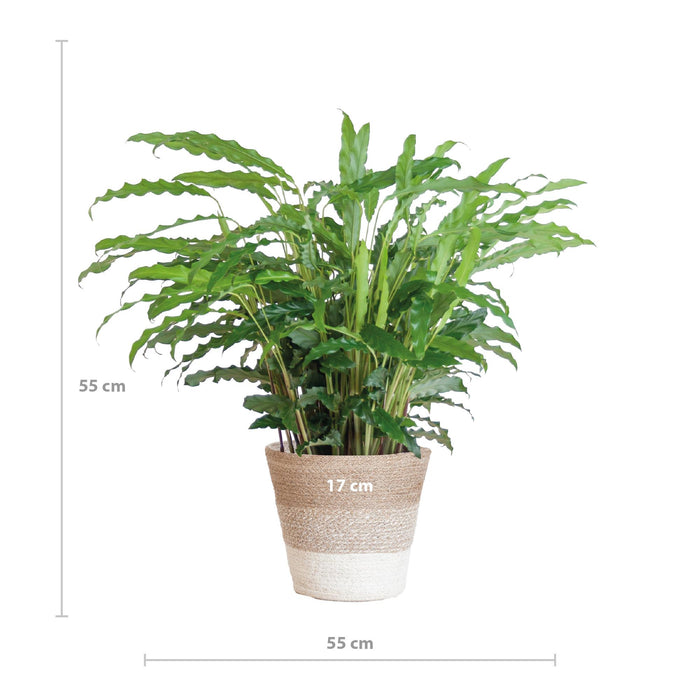 Calathea Rufibarba met Mand Lissabon wit - ↕55cm - Ø17cm