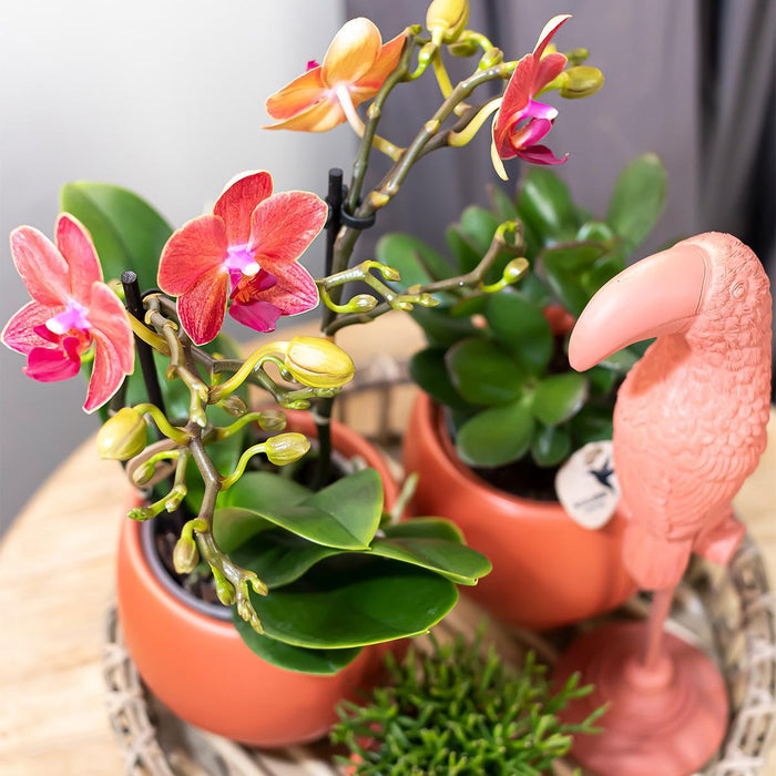 Kolibri Home | Complete Planten set Scandic terracotta op plate willow | Groene planten set met oranje Phalaenopsis Orchidee en Succulenten incl. keramieken sierpotten