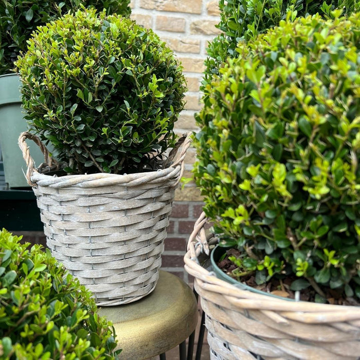 2x Ilex crenata 'Jenny' bol in rietenmand | set van 2 stuks | Ø20 cm