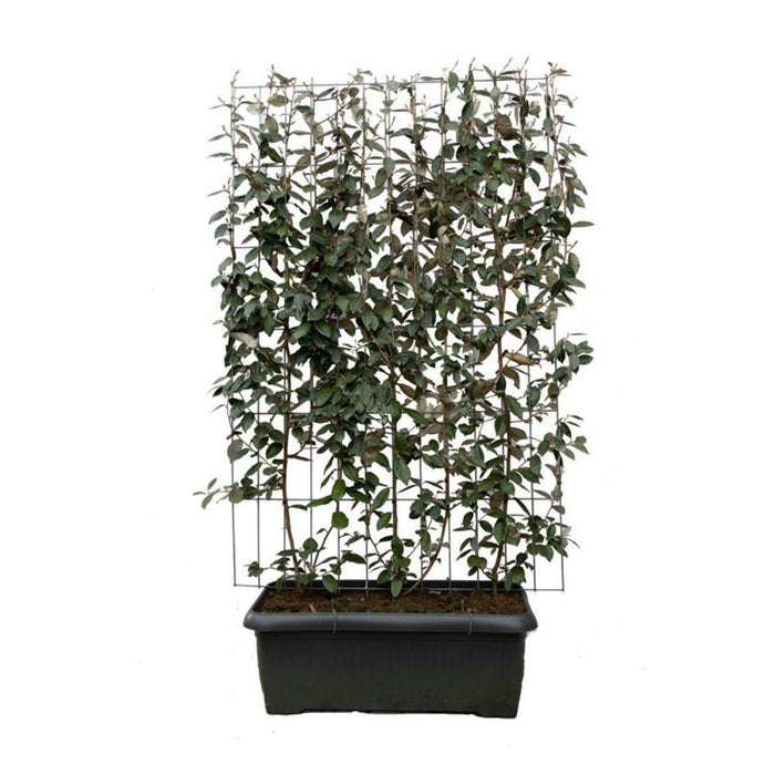 Elaeagnus ebbingei - ↨180cm - 1 pcs