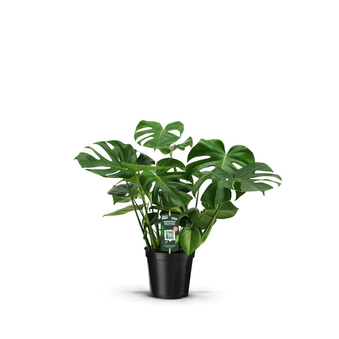 Monstera Deliciosa - ↕70cm - Ø21cm