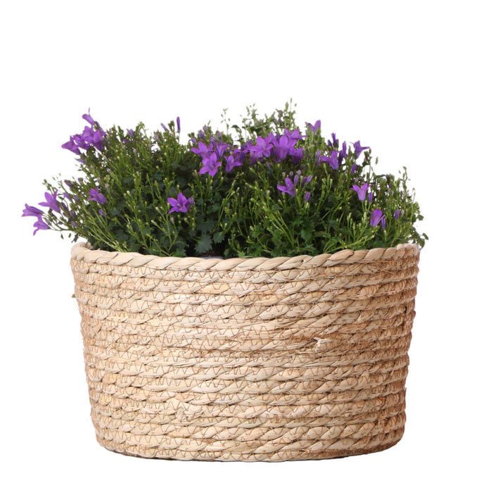 Campanula Addenda Ambella Intense purple - Rieten schaal met Campanula met watergeefsysteem - 3 stuks - Klokjesbloem paars  - potmaat 12cm - binnen & buiten