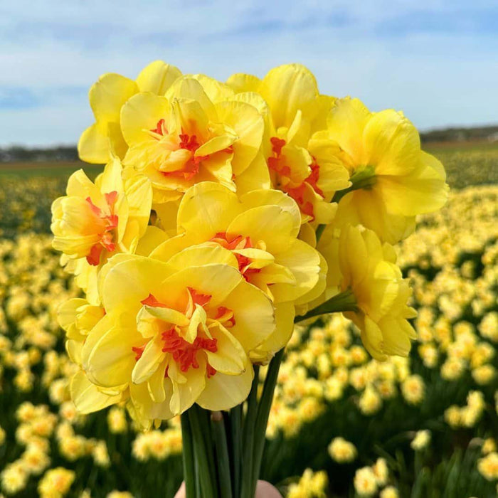 Flowerbulbs Amsterdam - Medium Narcissus Mix - Duurzame voordeelzak, 50 bloembollen voor 1 m2 bloemenpracht - Maat 12/14