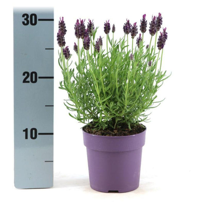 Lavandula stoechas Anouk® - 12 cm pot - Set van 6 kuiflavendel