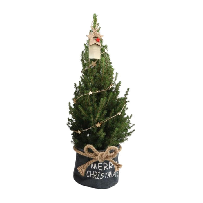 Kleine Kerstboom in Xmas Bag blauw - ↕70cm - Picea Glauca Conica - Star lighting including batteries