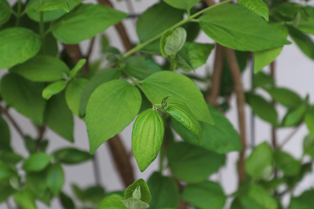 Philadelphus 'Coronarius' - ↨180cm - 1 pcs