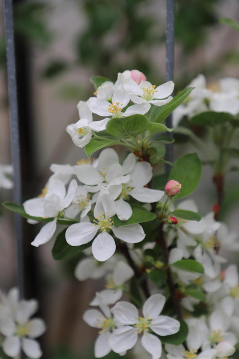 Malus 'Red Sentinel' - ↨180cm - 1 pcs