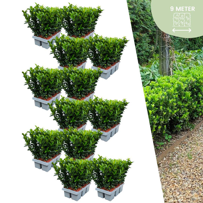 72 x Euonymus 'Green Spire' (Buxus Vervanger) - 72 x Ø 7 cm - ↨ 15 cm