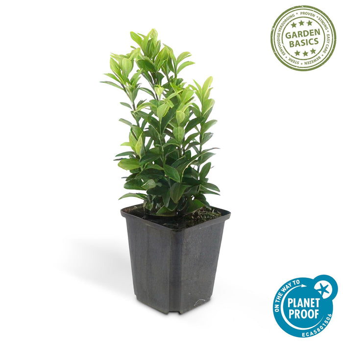 40x Euonymus Japonicus Green Spire (Buxus Vervanger) - ↕10-25cm - Ø9cm