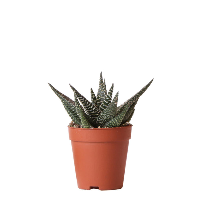 Kolibri Greens | Groene plant - Succulent Haworthia Royal Highnness - potmaat Ø9cm - groene kamerplant - vers van de kweker