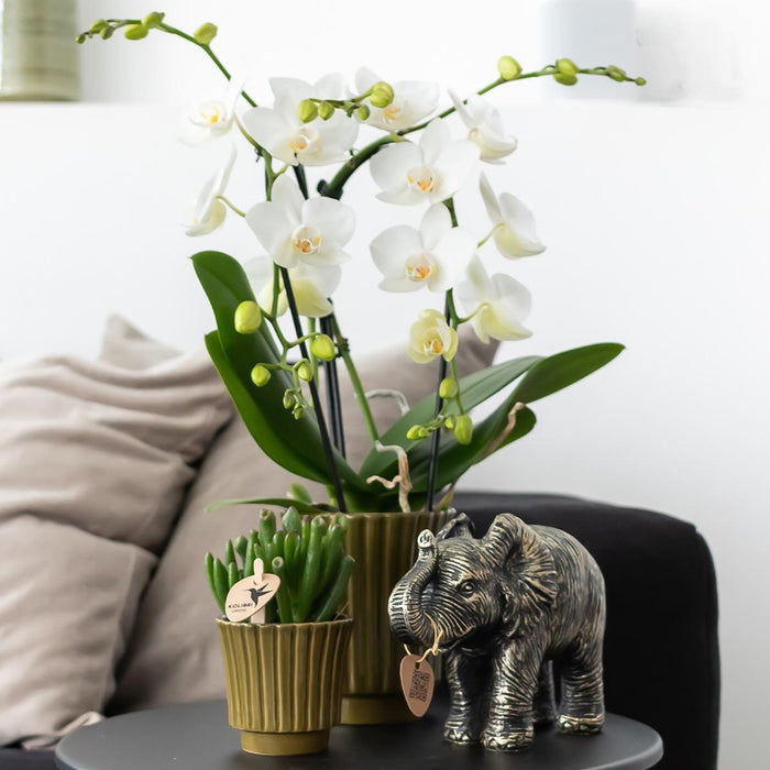 Kolibri Orchids | gele Phalaenopsis orchidee - Mexico in Retro sierpot groen - potmaat Ø9cm - 35cm hoog | bloeiende kamerplant - vers van de kweker