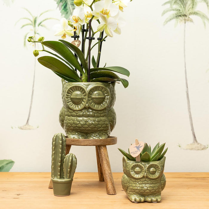 Kolibri Home | Owl bloempot - Groene keramieken sierpot - Ø9cm