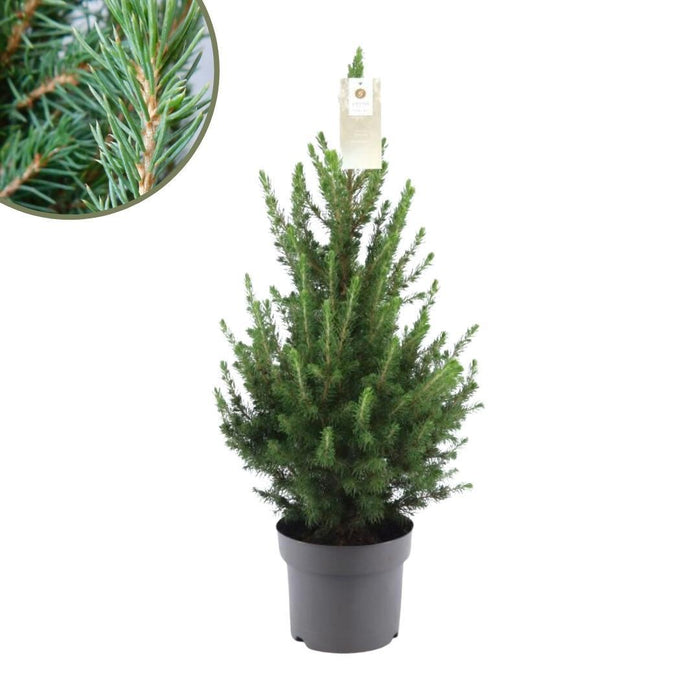 Kleine Kerstboom pot Ø19 cm - ↕70cm - Picea glauca Conica