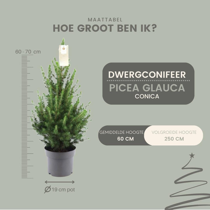 Kleine Kerstboom pot Ø19 cm - ↕70cm - Picea glauca Conica