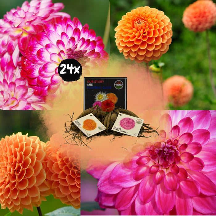 Flowerbulbs Amsterdam - Mix Pompon Splash, 12 Dahlia Little Robert & 12 Dahlia Ralphie knollen voor 4m²