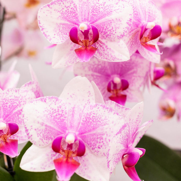 Kolibri Orchids | Roze Phalaenopsis orchidee - Mineral Rotterdam - potmaat Ø9cm | bloeiende kamerplant - vers van de kweker