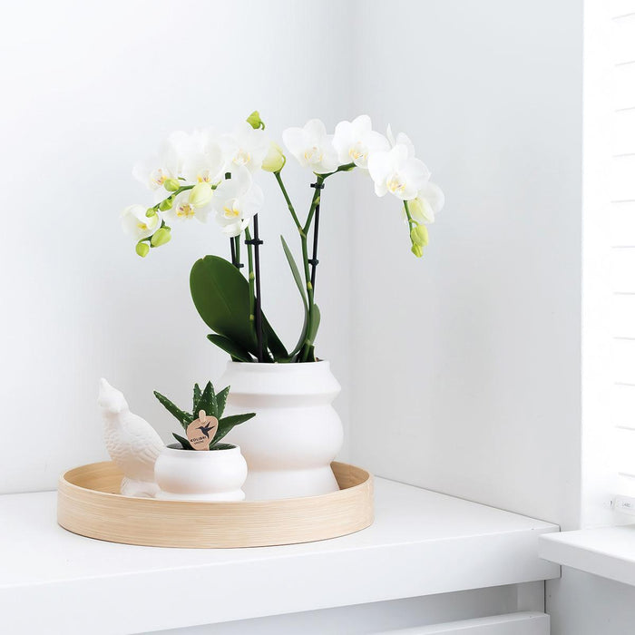 Kolibri Home | Tower witte bloempot - witte keramieken sierpot - Ø6cm