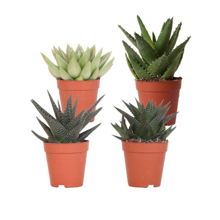 Kolibri Greens | set van 4 succulenten - groene planten - potmaat Ø9cm